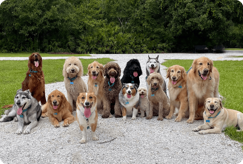 Group of dogs posing outdoors
