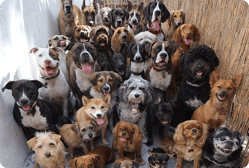 Large group of happy dogs